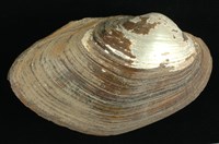 藏品(圓蚌)的圖片